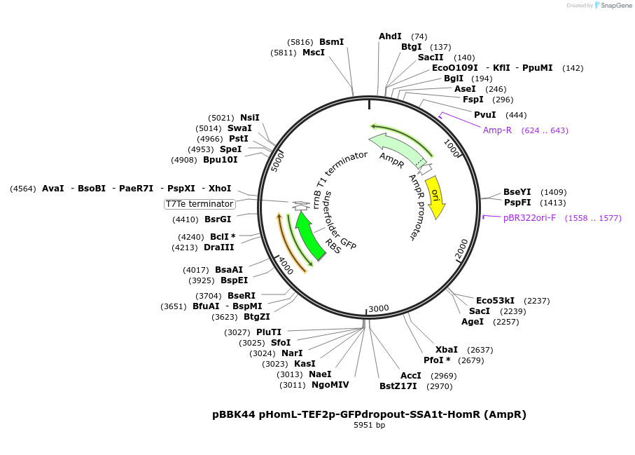 179028-plasmid-map-sequence-id-360778