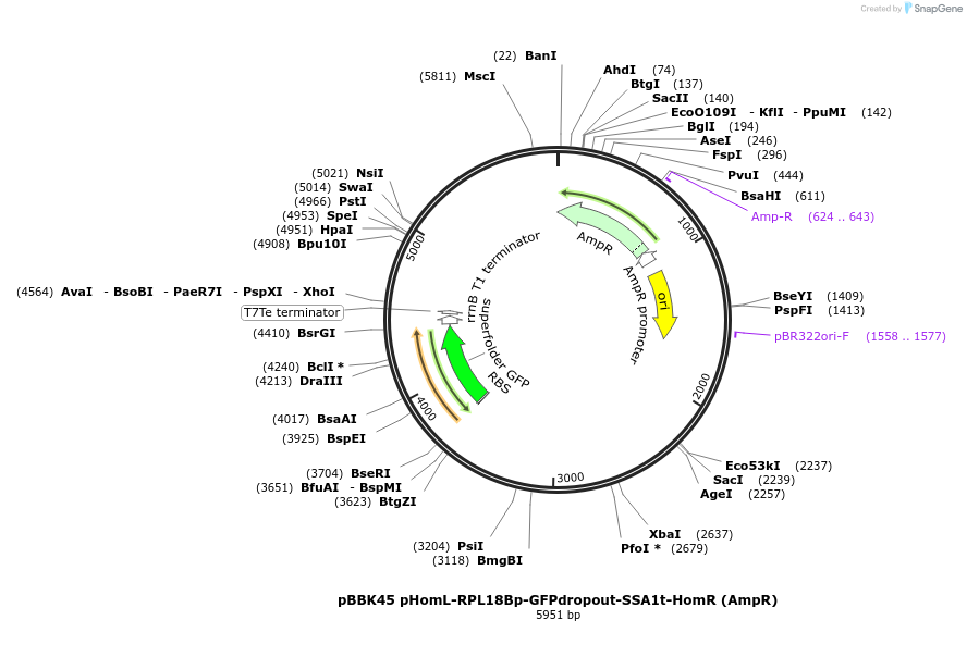 179029-plasmid-map-sequence-id-360779