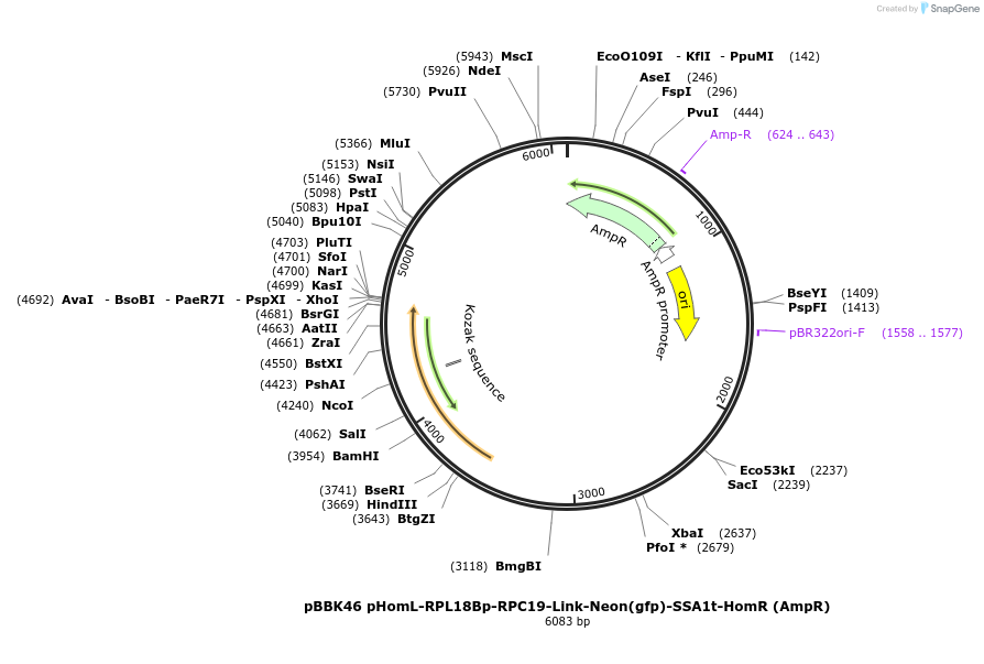 179030-plasmid-map-sequence-id-360780