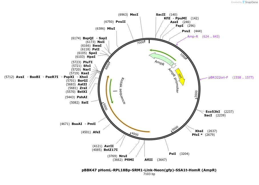 179031-plasmid-map-sequence-id-360781