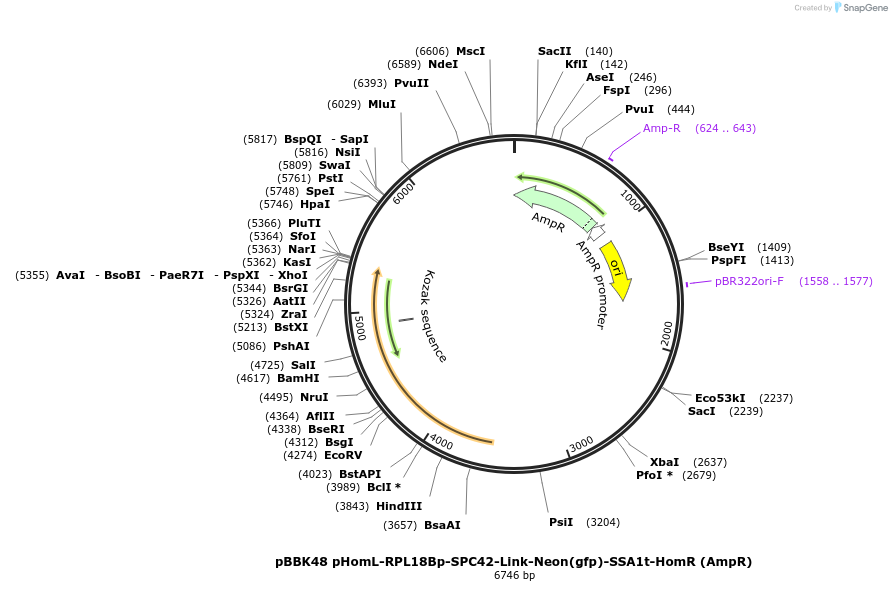 179032-plasmid-map-sequence-id-360782