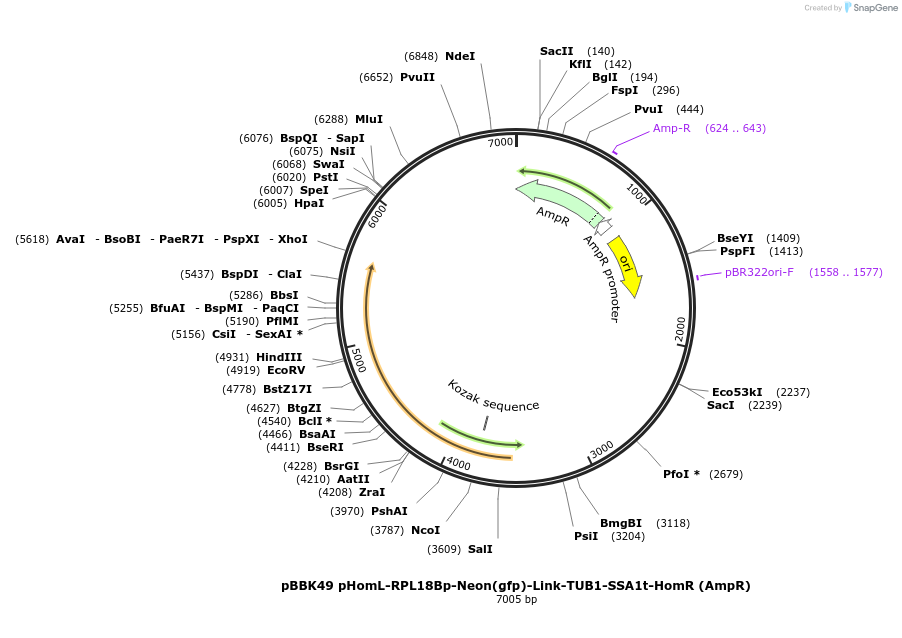 179033-plasmid-map-sequence-id-360818