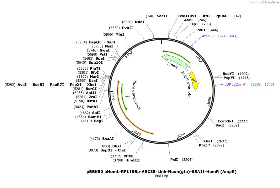179034-plasmid-map-sequence-id-360820