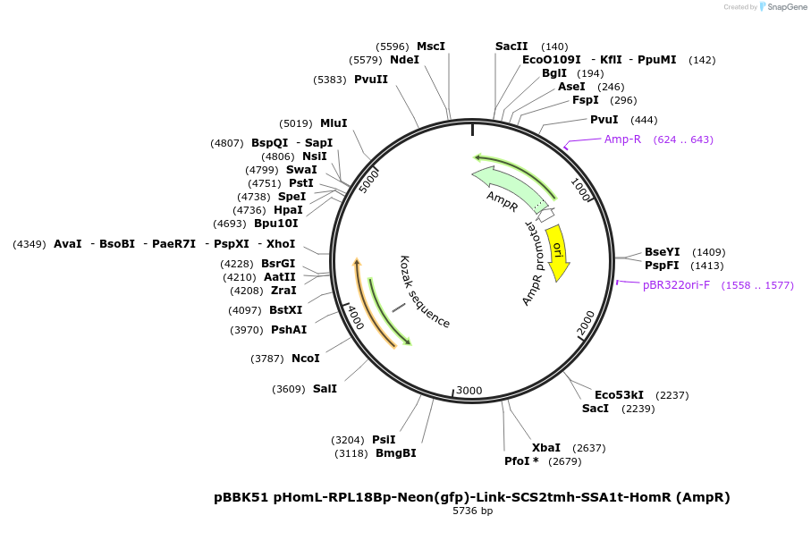 179035-plasmid-map-sequence-id-360821