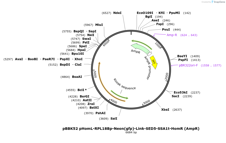 179036-plasmid-map-sequence-id-360823