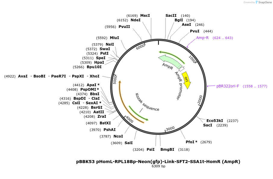 179037-plasmid-map-sequence-id-360824