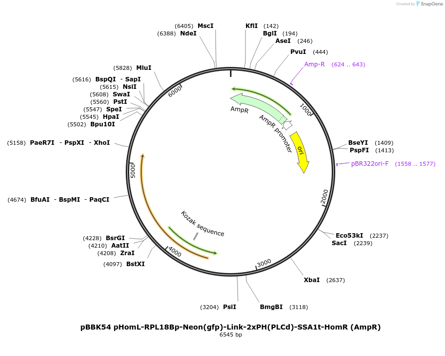 179038-plasmid-map-sequence-id-360825