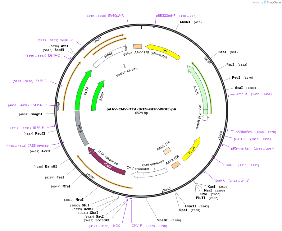 183709-plasmid-map-sequence-id-360828
