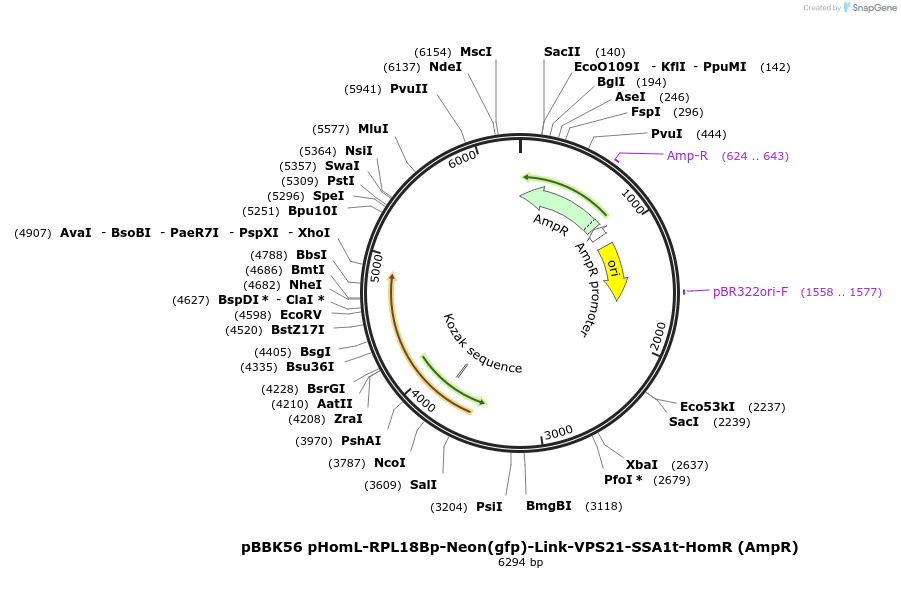 179040-plasmid-map-sequence-id-360832