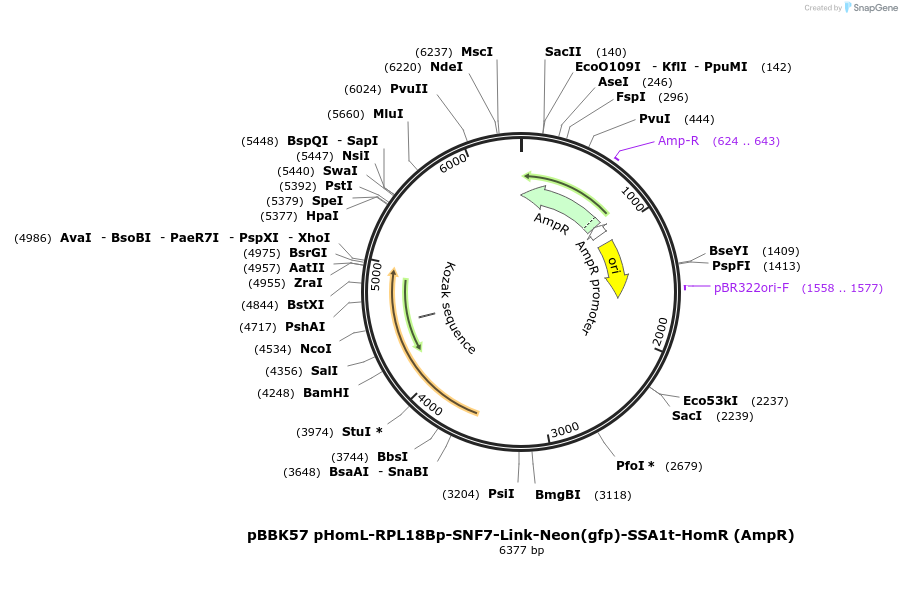 179041-plasmid-map-sequence-id-360833