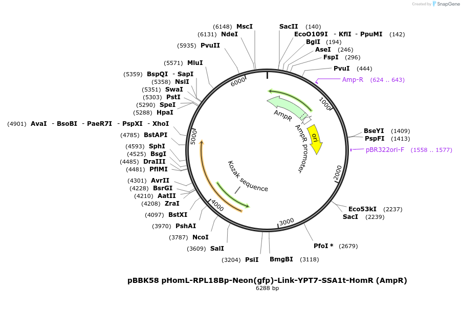 179042-plasmid-map-sequence-id-360834