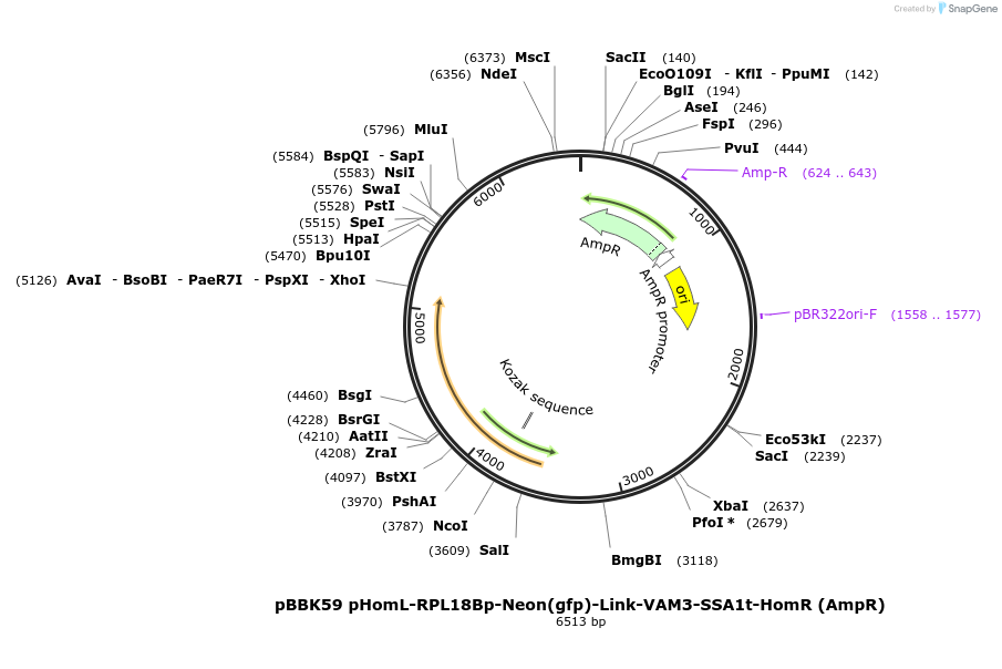 179043-plasmid-map-sequence-id-360835