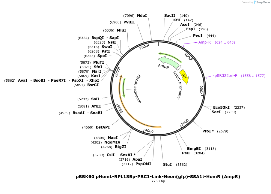179044-plasmid-map-sequence-id-360837