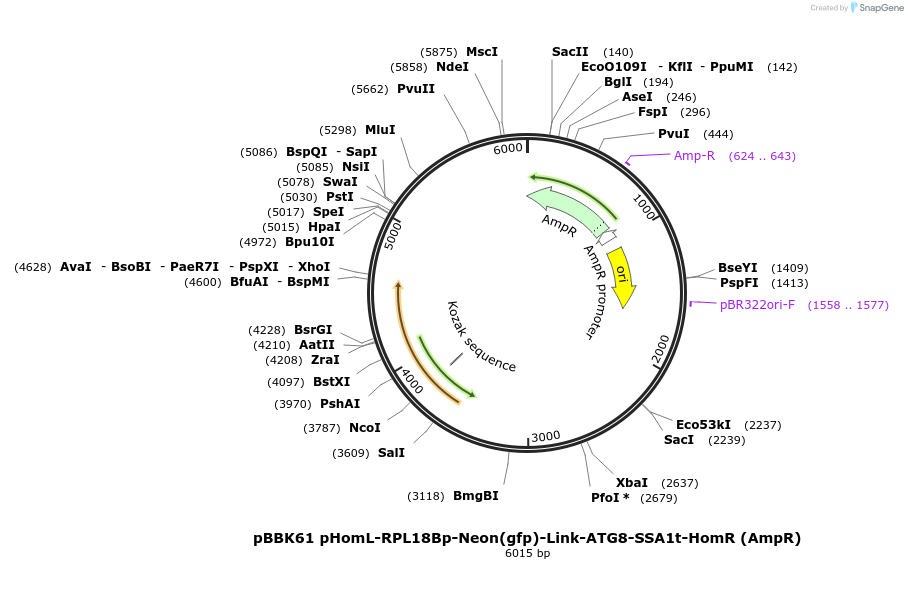 179045-plasmid-map-sequence-id-360838