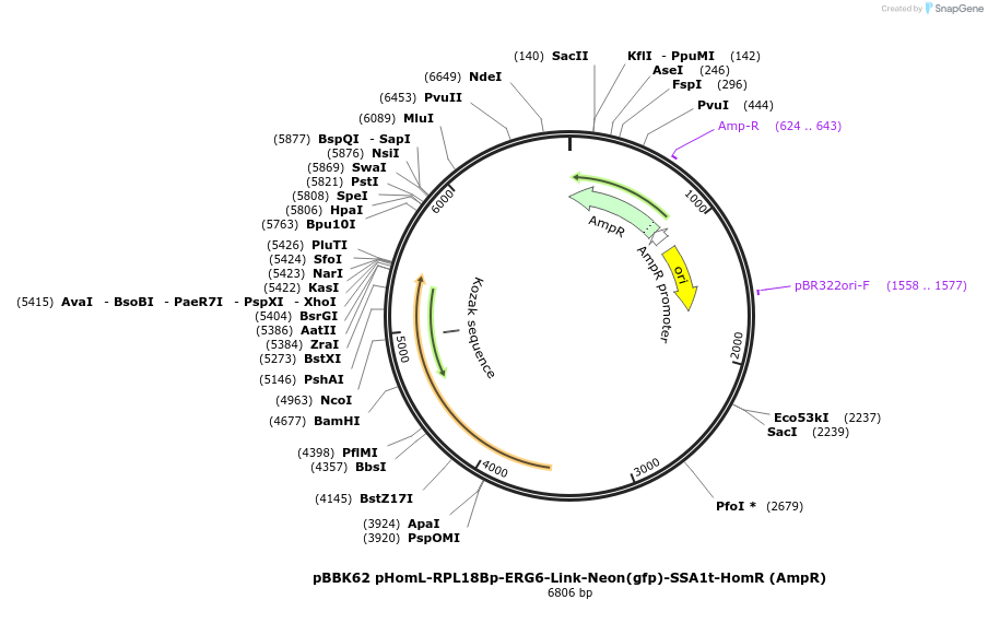 179046-plasmid-map-sequence-id-360839
