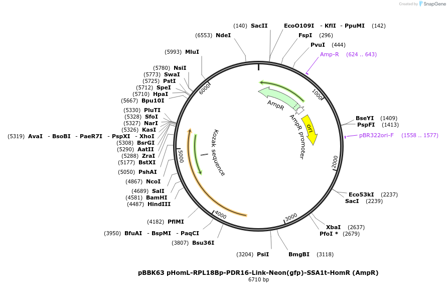 179047-plasmid-map-sequence-id-360841