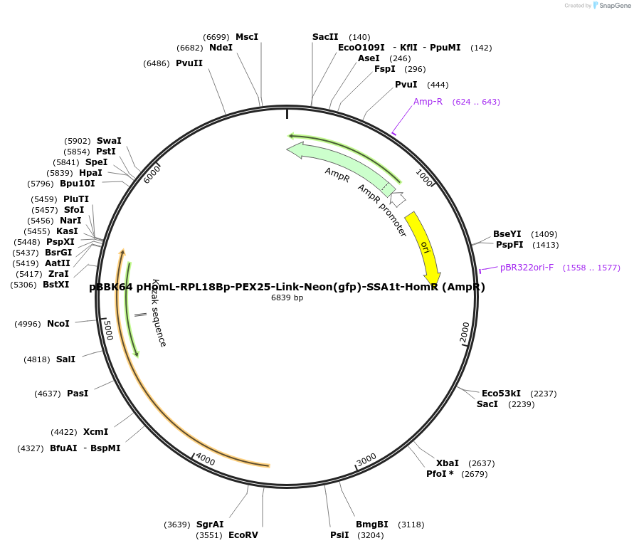 179048-plasmid-map-sequence-id-360842