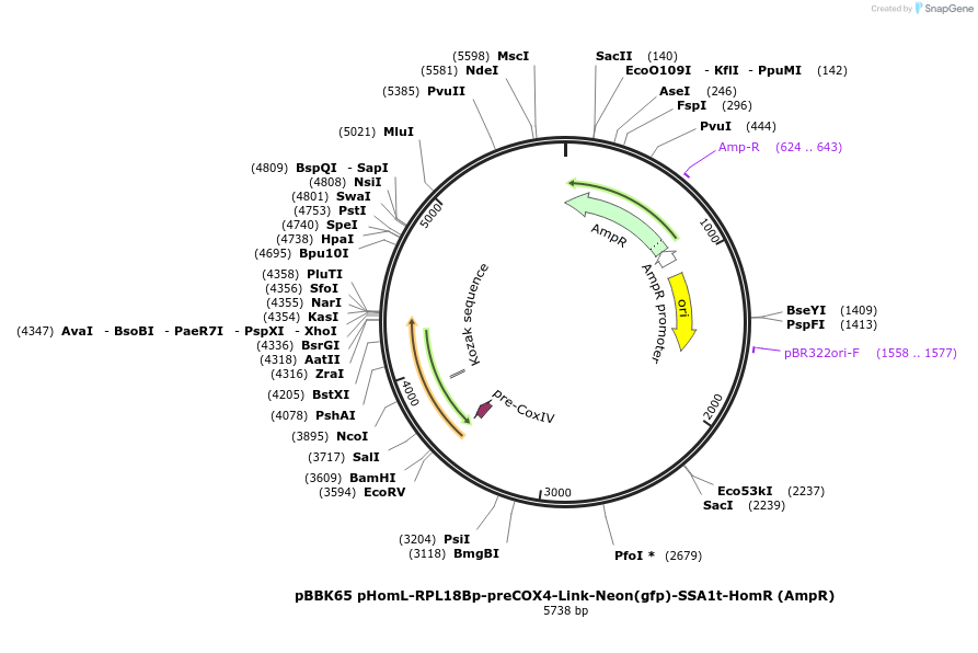 179049-plasmid-map-sequence-id-360844