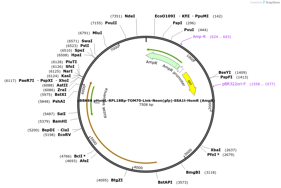 179050-plasmid-map-sequence-id-360846