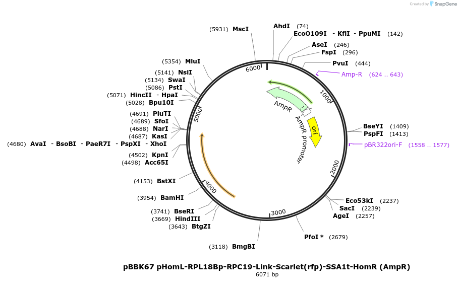 179051-plasmid-map-sequence-id-360849