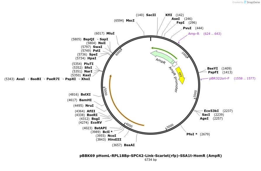179053-plasmid-map-sequence-id-360852