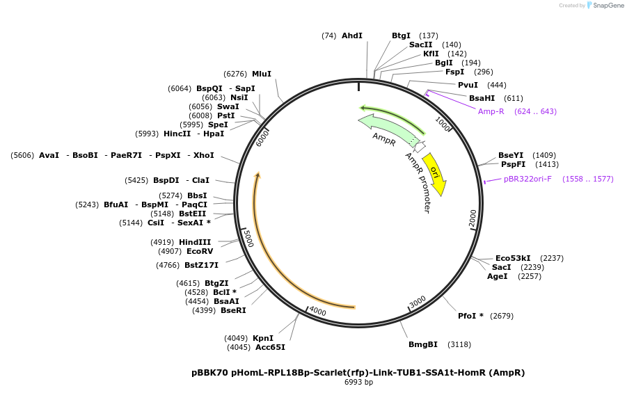 179054-plasmid-map-sequence-id-360853