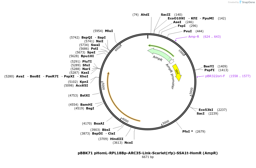 179055-plasmid-map-sequence-id-360860