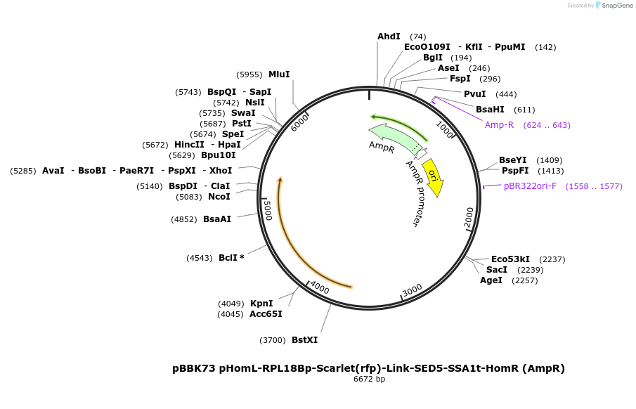 179057-plasmid-map-sequence-id-360862