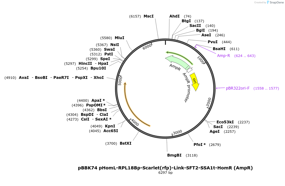 179058-plasmid-map-sequence-id-360863