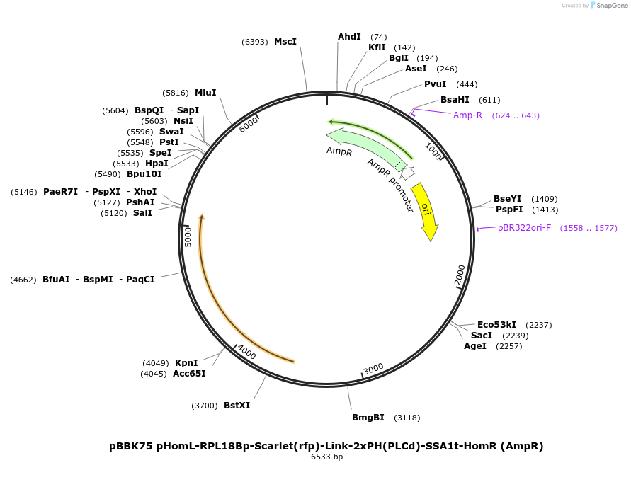 179059-plasmid-map-sequence-id-360864