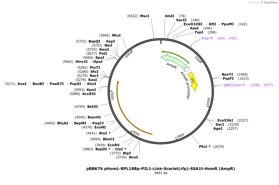 179060-plasmid-map-sequence-id-360865