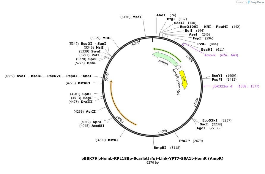 179063-plasmid-map-sequence-id-360904