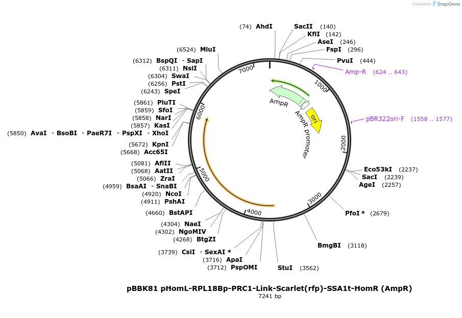179065-plasmid-map-sequence-id-360912