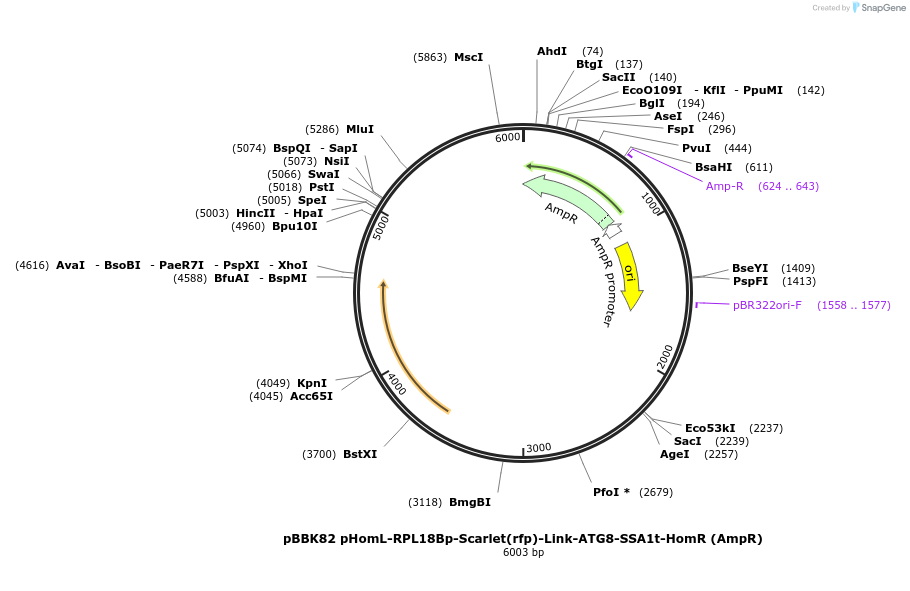 179066-plasmid-map-sequence-id-360914