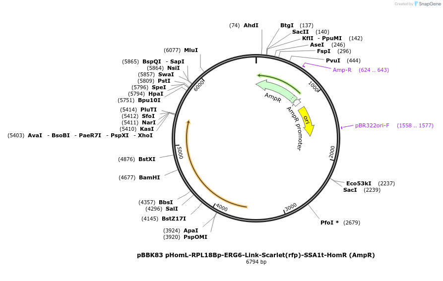 179067-plasmid-map-sequence-id-360916