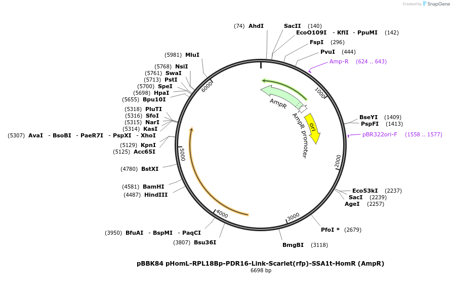 179068-plasmid-map-sequence-id-360917