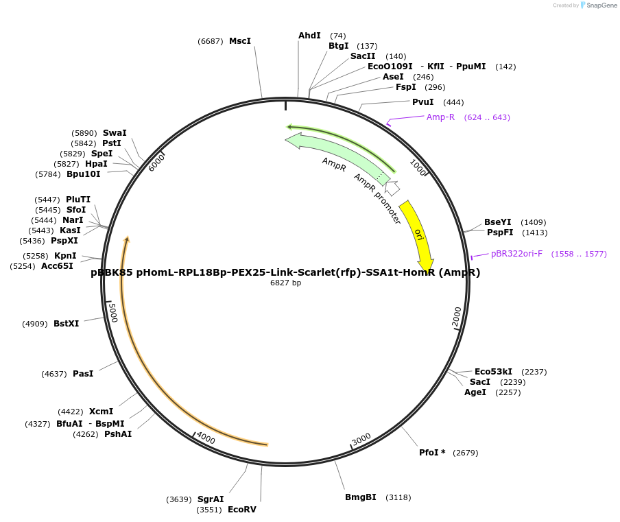179069-plasmid-map-sequence-id-360919