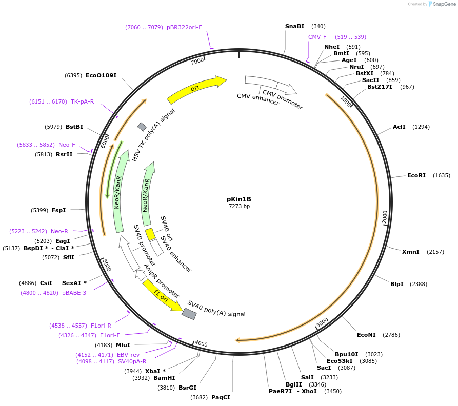 31604-plasmid-map-sequence-id-36093