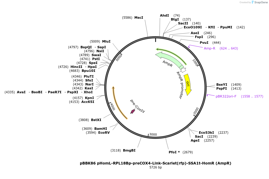 179070-plasmid-map-sequence-id-360948