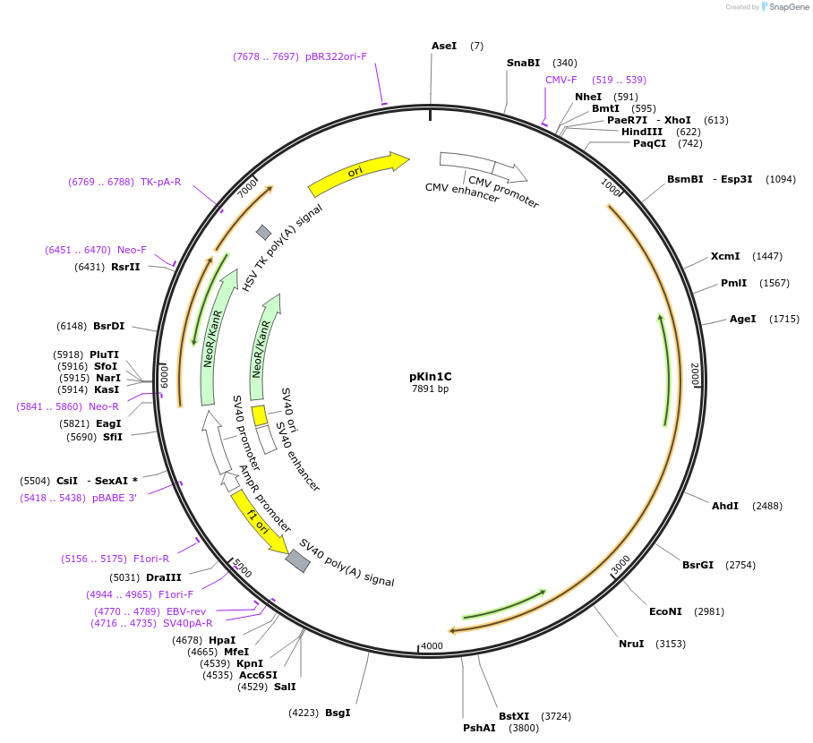 31605-plasmid-map-sequence-id-36095