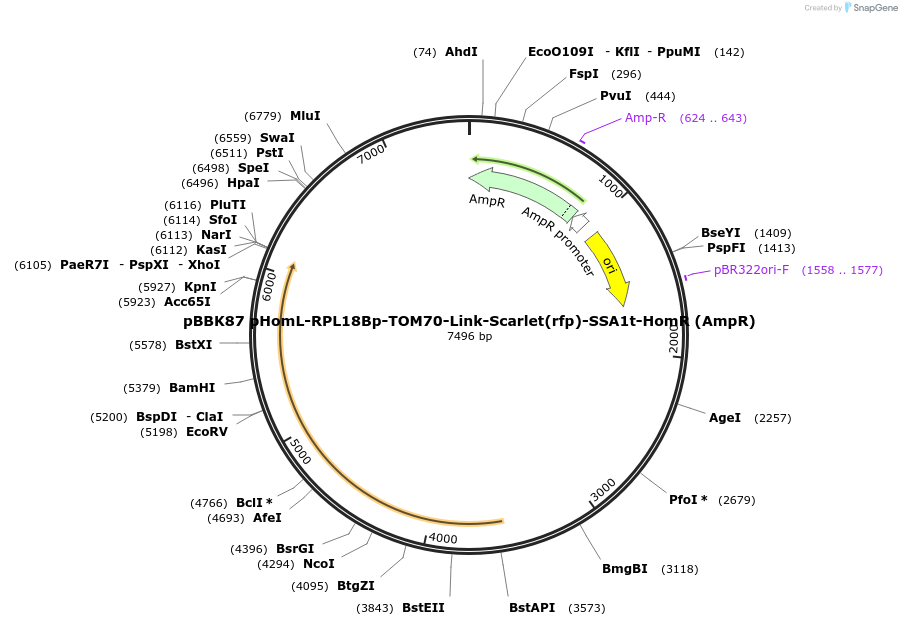 179071-plasmid-map-sequence-id-360951