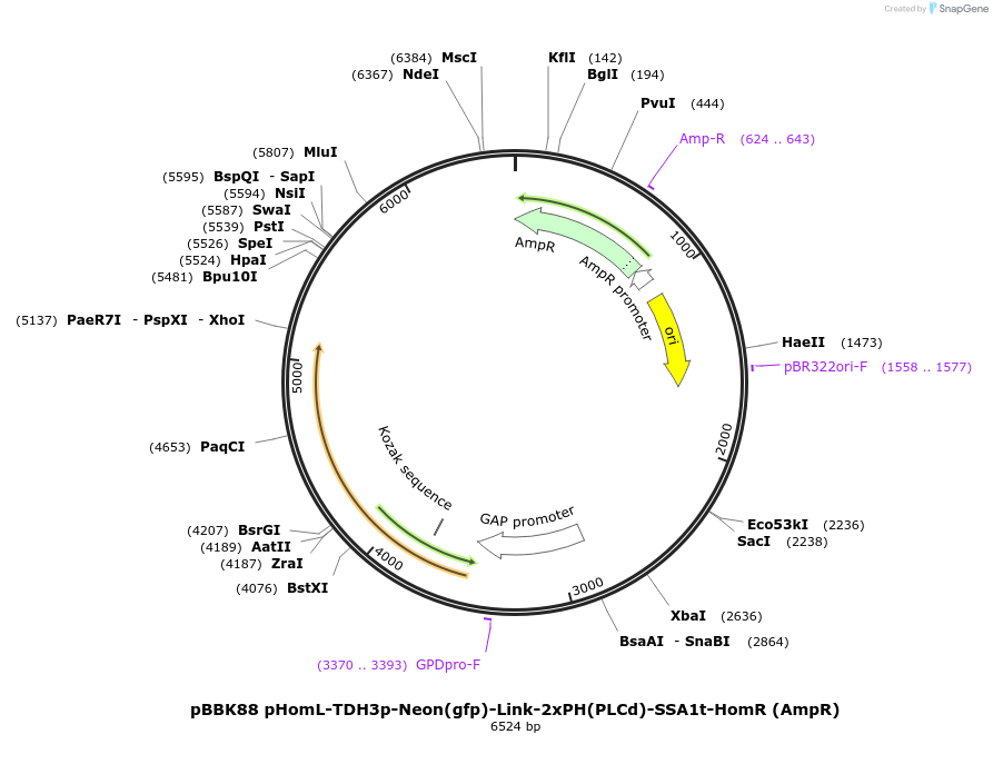 179072-plasmid-map-sequence-id-360953