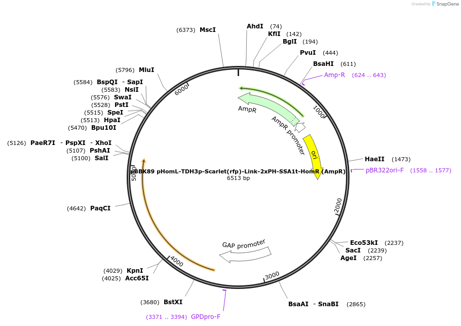 179073-plasmid-map-sequence-id-360955