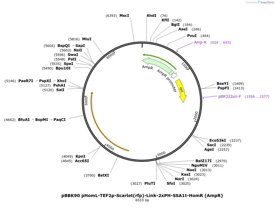 179074-plasmid-map-sequence-id-360956