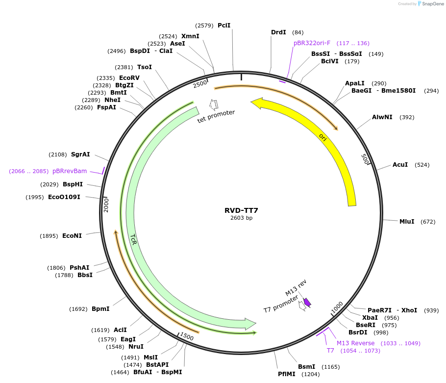173422-plasmid-map-sequence-id-360963
