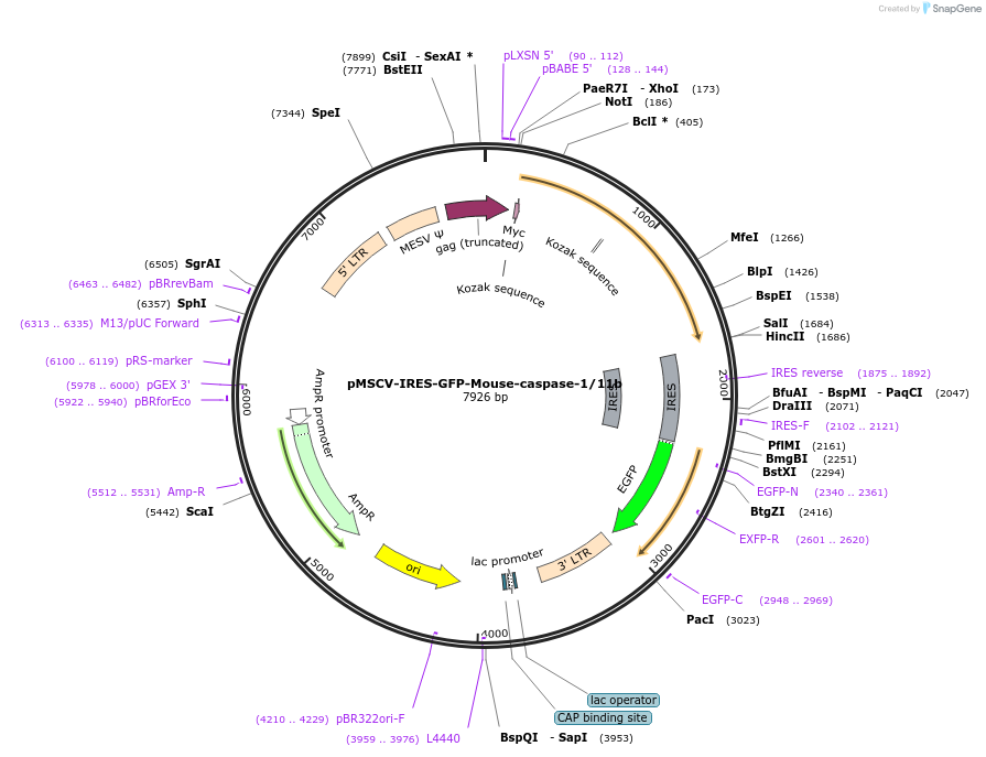 183392-plasmid-map-sequence-id-361021