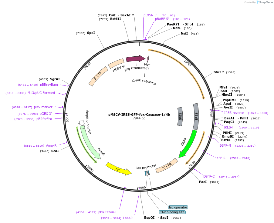 183367-plasmid-map-sequence-id-361022