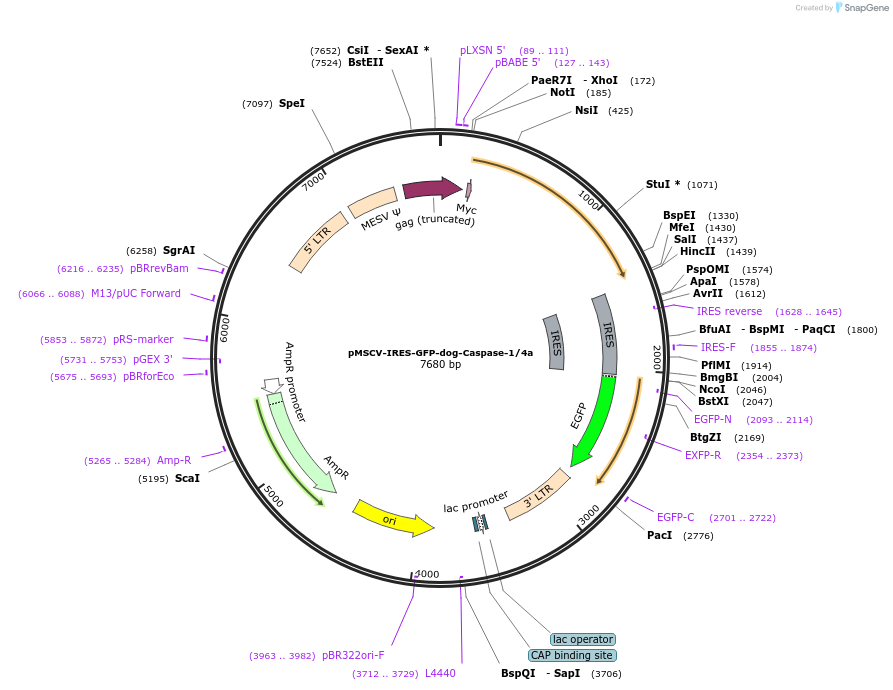 183363-plasmid-map-sequence-id-361023