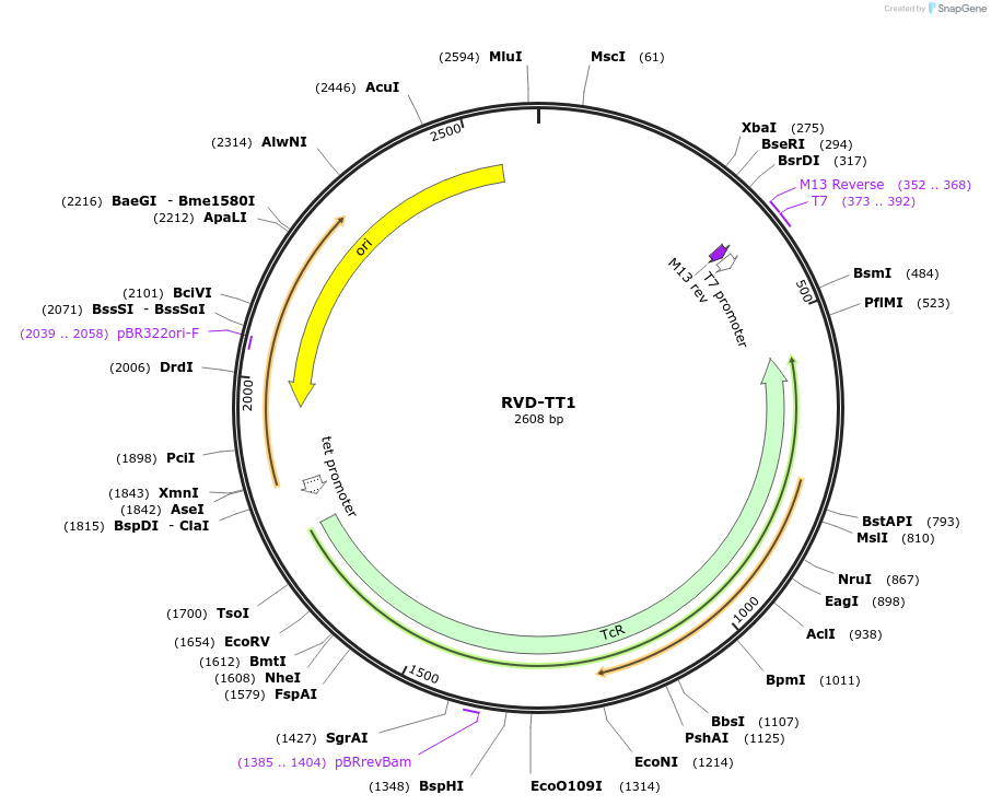 173416-plasmid-map-sequence-id-361025