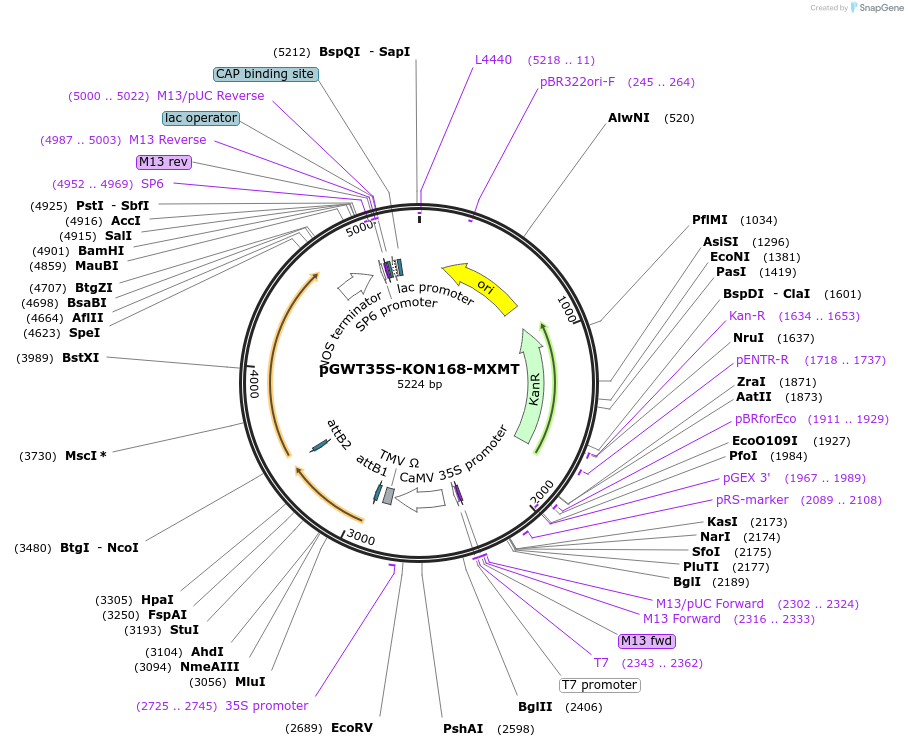 182727-plasmid-map-sequence-id-361027